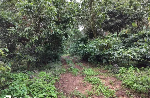  90 Acre Agricultural/Farm Land for Sale in Banur, Mohali