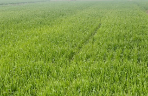 1 RK 4 Acre Farm House for Sale in Ballabhgarh, Faridabad