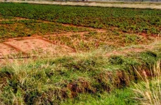  3 Bigha Agricultural/Farm Land for Sale in Dhaniakhali, Hooghly