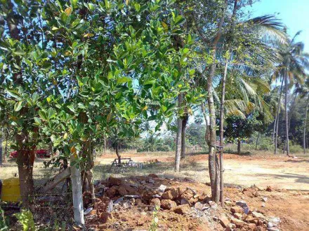  21777 Sq.ft. Residential Plot for Sale in Kottekkad,Palakkad