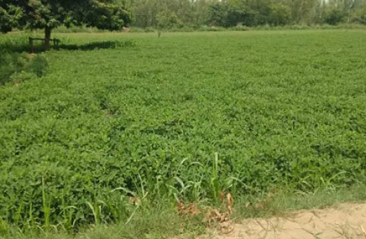 Mirganj, Bareilly