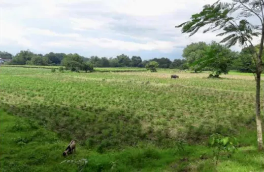  5 Bigha Agricultural/Farm Land for Sale in Chakrata Road, Dehradun
