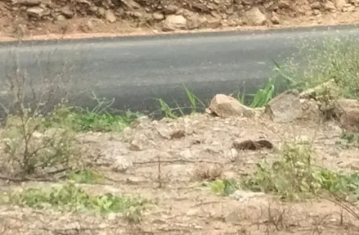  4 Acre Agricultural/Farm Land for Sale in Karamadai, Coimbatore
