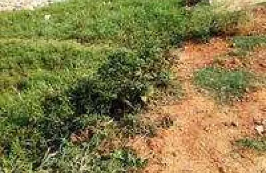  2100 Sq.ft. Residential Plot for Sale in Hoshangabad Road, Bhopal